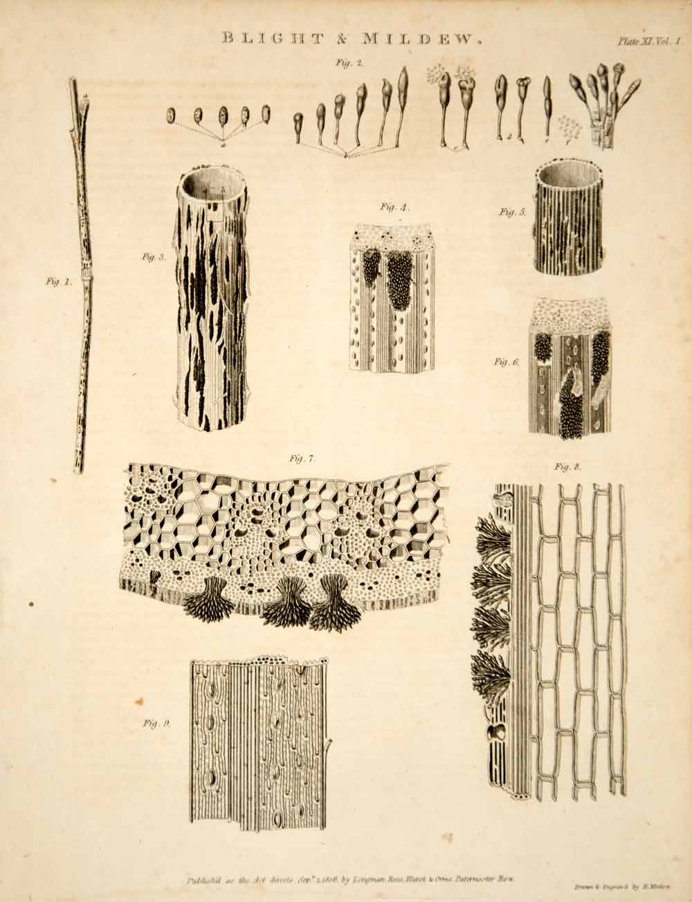 1807 Copper Engraving Blight Mildew Fungi Plant Botanical Farm Agriculture TCF1