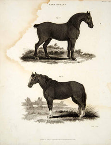 1807 Copper Engraving Cleveland Bay Suffolk Punch Sorrel Horse Breed Animal TCF1