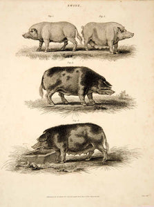 1807 Copper Engraving Berkshire Pig Breed Swine Farm Animal Livestock Art TCF2