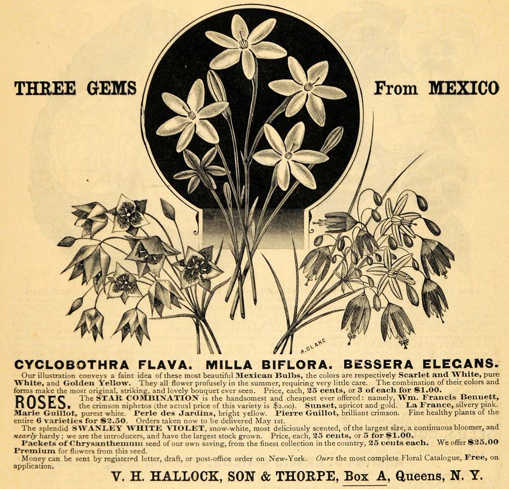 1885 Ad Mexico Flowers VH Hallock Milla Biflora A Blanc - ORIGINAL TCM1