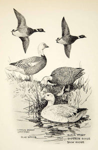 1936 Heliogravure Lynn Bogue Hunt Art Snow Emperor Goose Black Brant Birds TGB1
