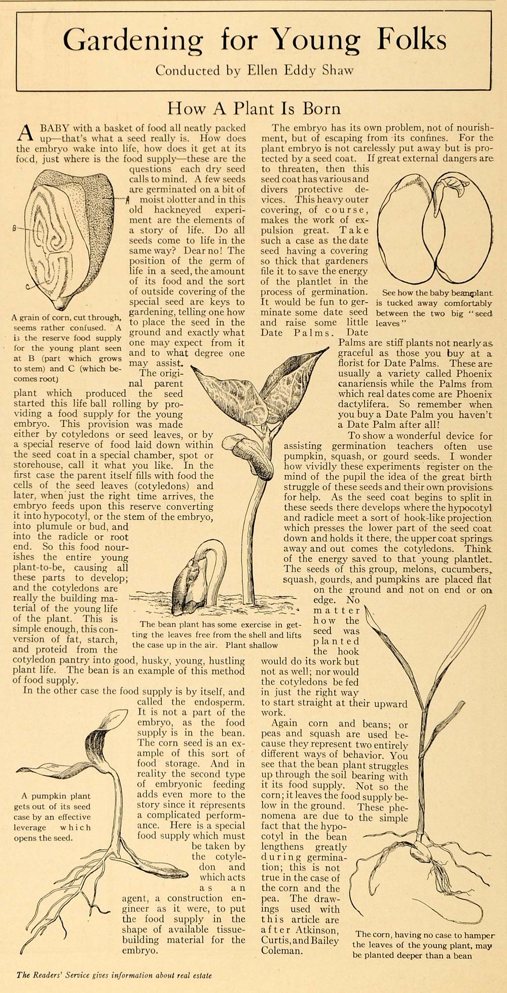 1916 Article Ellen Eddy Shaw Garden Seedling Bean Corn - ORIGINAL TGM1