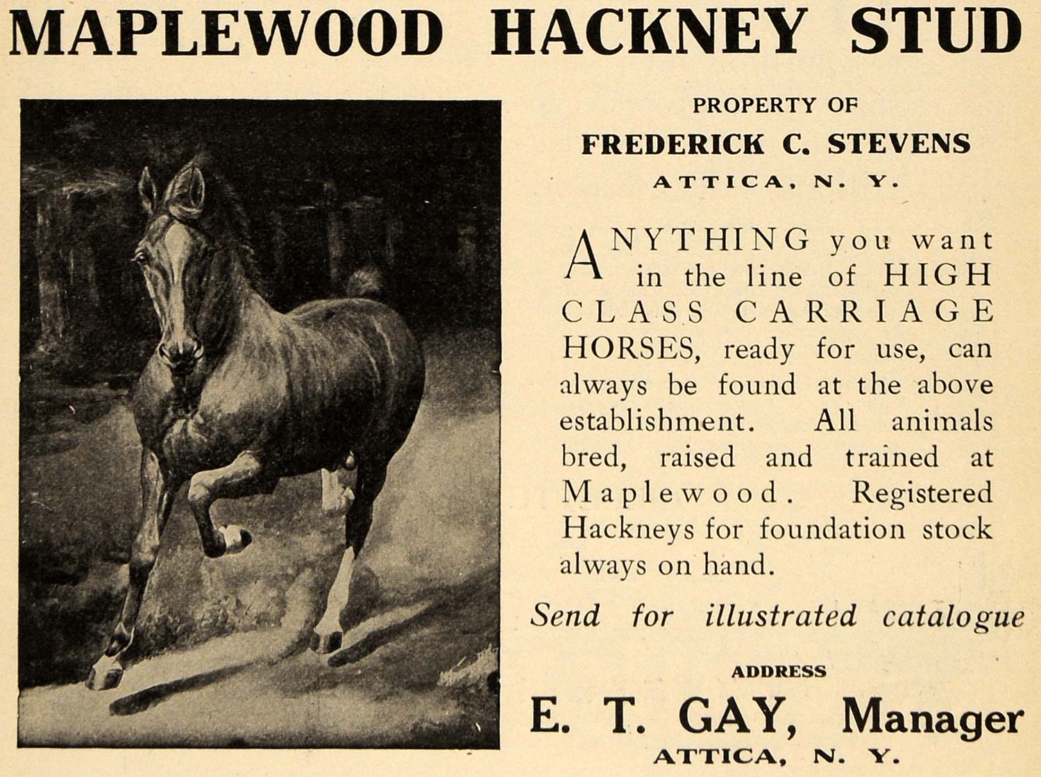 1909 Ad Maplewood Hackney Stud Carriage Horses NY - ORIGINAL ADVERTISING TIN4