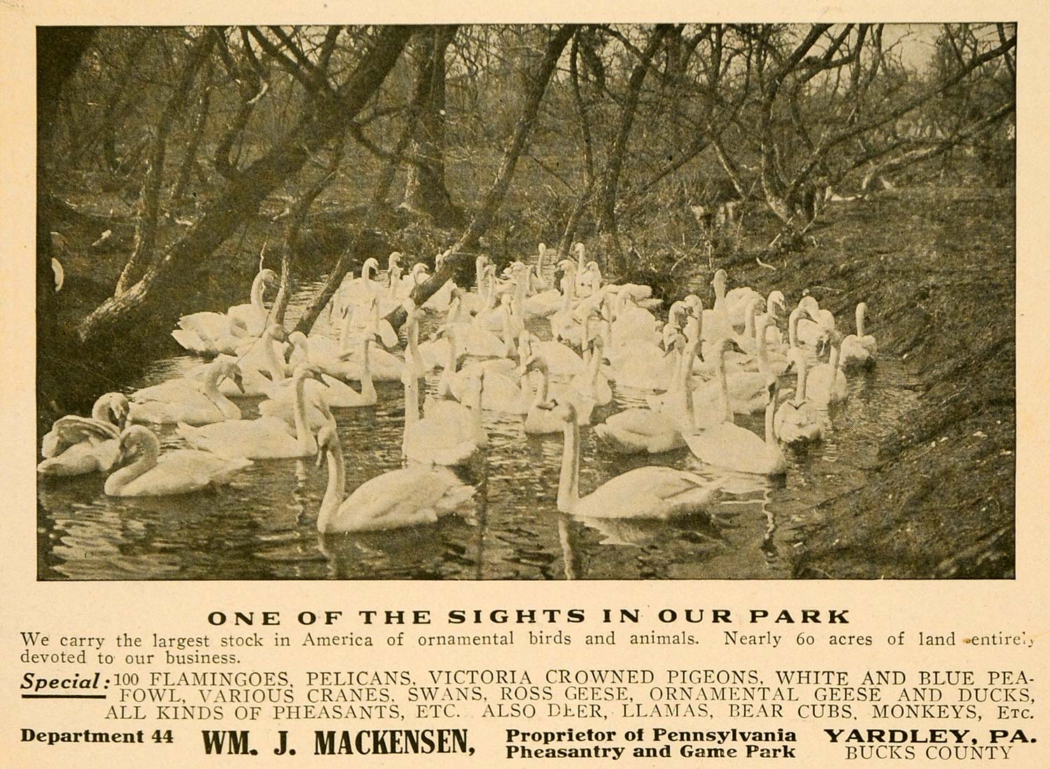 1913 Ad Wm J Mackensen Ornamental Birds Animals Decor - ORIGINAL TIN5