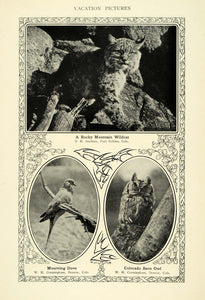 1906 Print Rocky Mountain Wildcat & Mourning Dove & Owl ORIGINAL HISTORIC TIN6