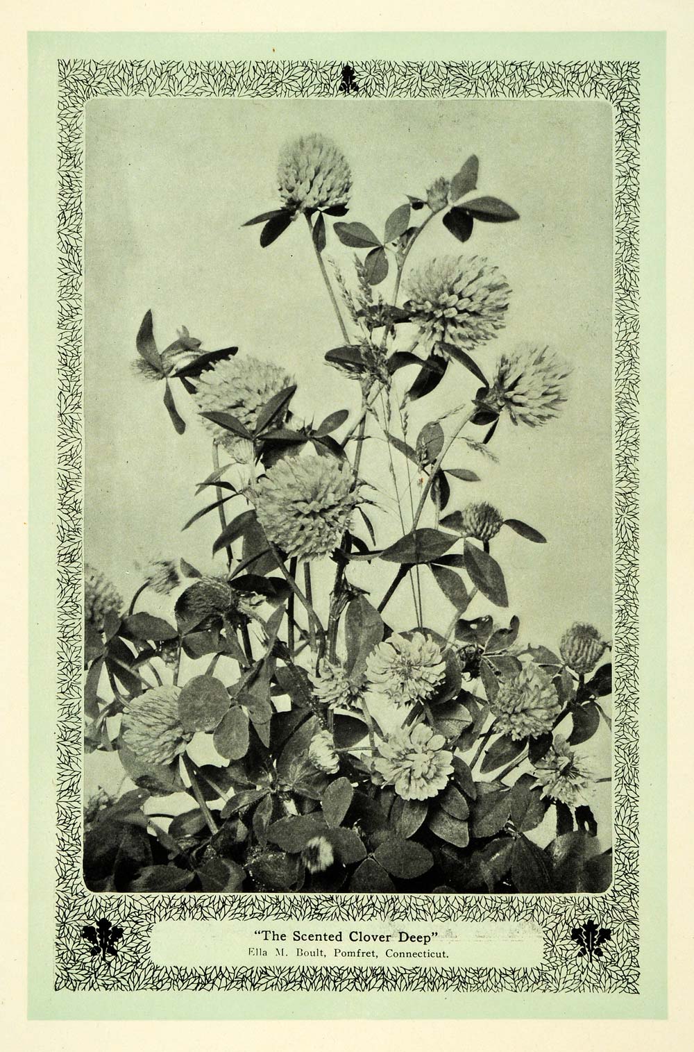 1907 Print Scented Clover Botanical CT Art Nouveau - ORIGINAL TIN6