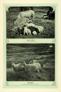 1907 Print Farm Animals Pigs Sheep East Orange NJ - ORIGINAL TIN6