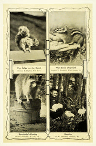 1910 Print Wild Animals Squirrel Chipmunk Raccoon Bunny - ORIGINAL TIN6