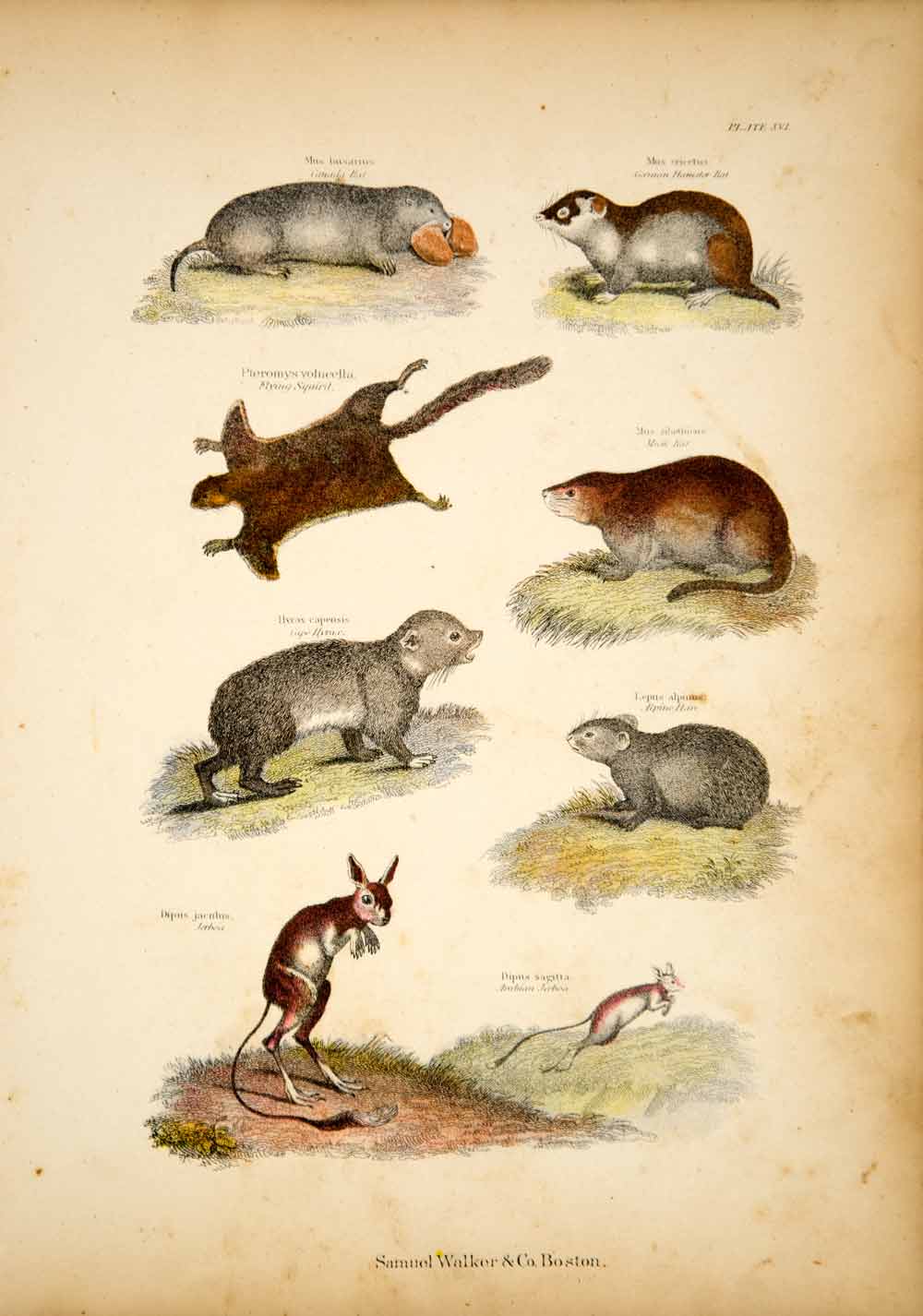 1868 Chromolithograph Rodents Musk Rat German Hamster Flying Squirrel Hare TLW3