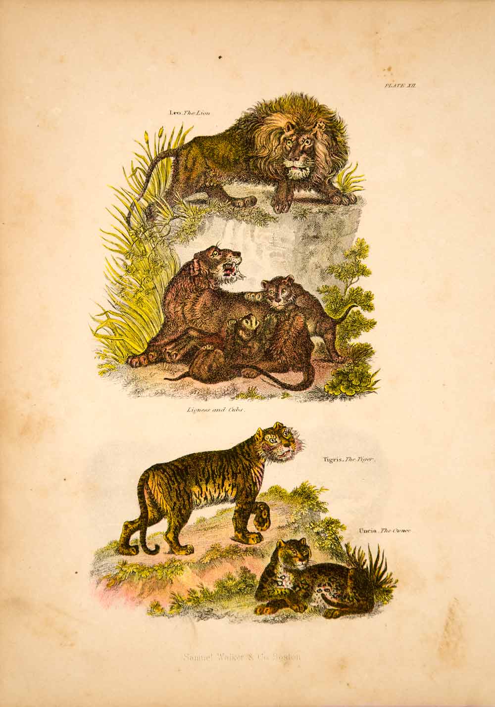 1868 Chromolithograph Big Cats Lion Tiger Uneia Cub Lioness Wildlife Jungle TLW3