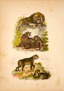 1868 Chromolithograph Big Cats Lion Tiger Uneia Cub Lioness Wildlife Jungle TLW3