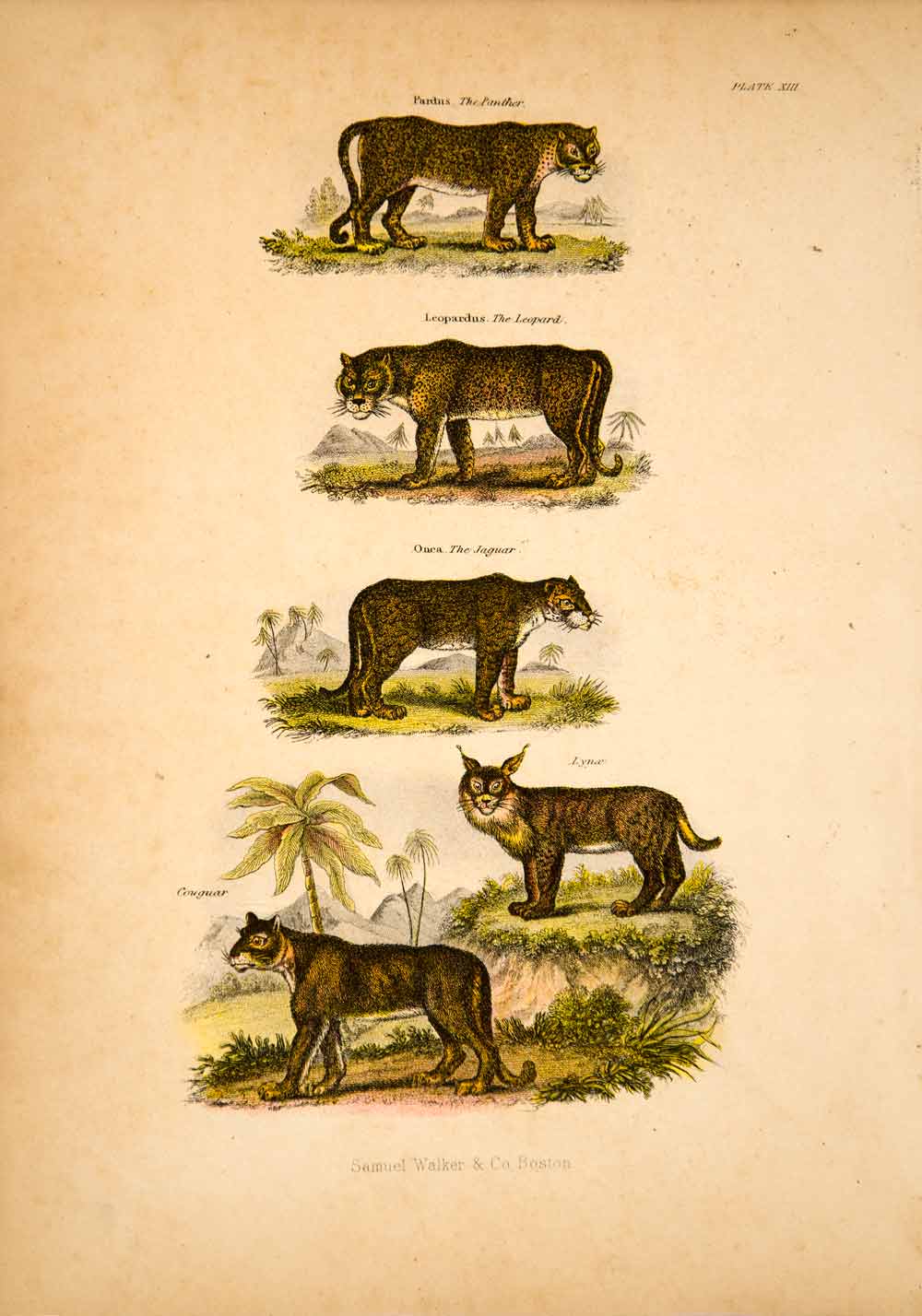 1868 Chromolithograph Big Cats Panther Leopard Jaguar Lynx Cougar Animal TLW3