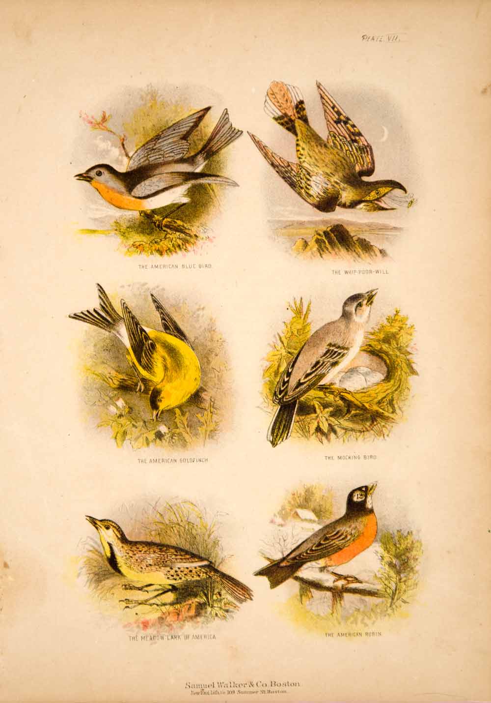 1868 Chromolithograph Birds Whippoorwill Robin Goldfinch