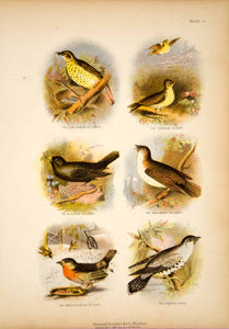 1868 Chromolithograph Birds Song Thrush Skylark Robin Cuckoo Nightingale TLW3