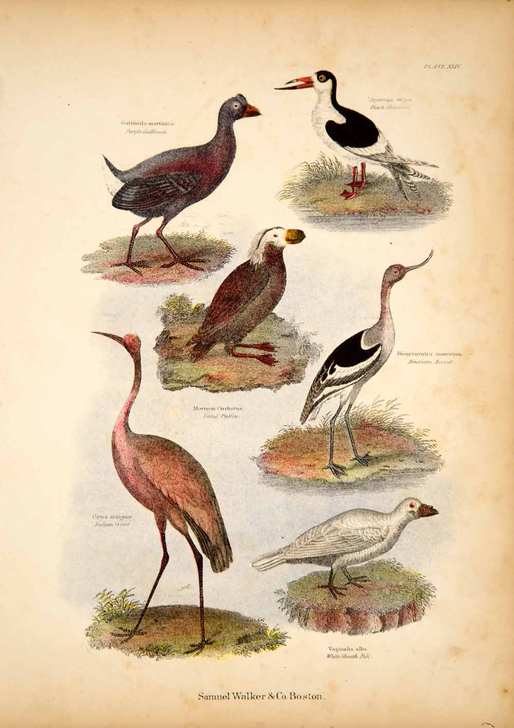 1868 Chromolithograph Birds Tufted Puffin Purple Gallinule Avocet Crane TLW3