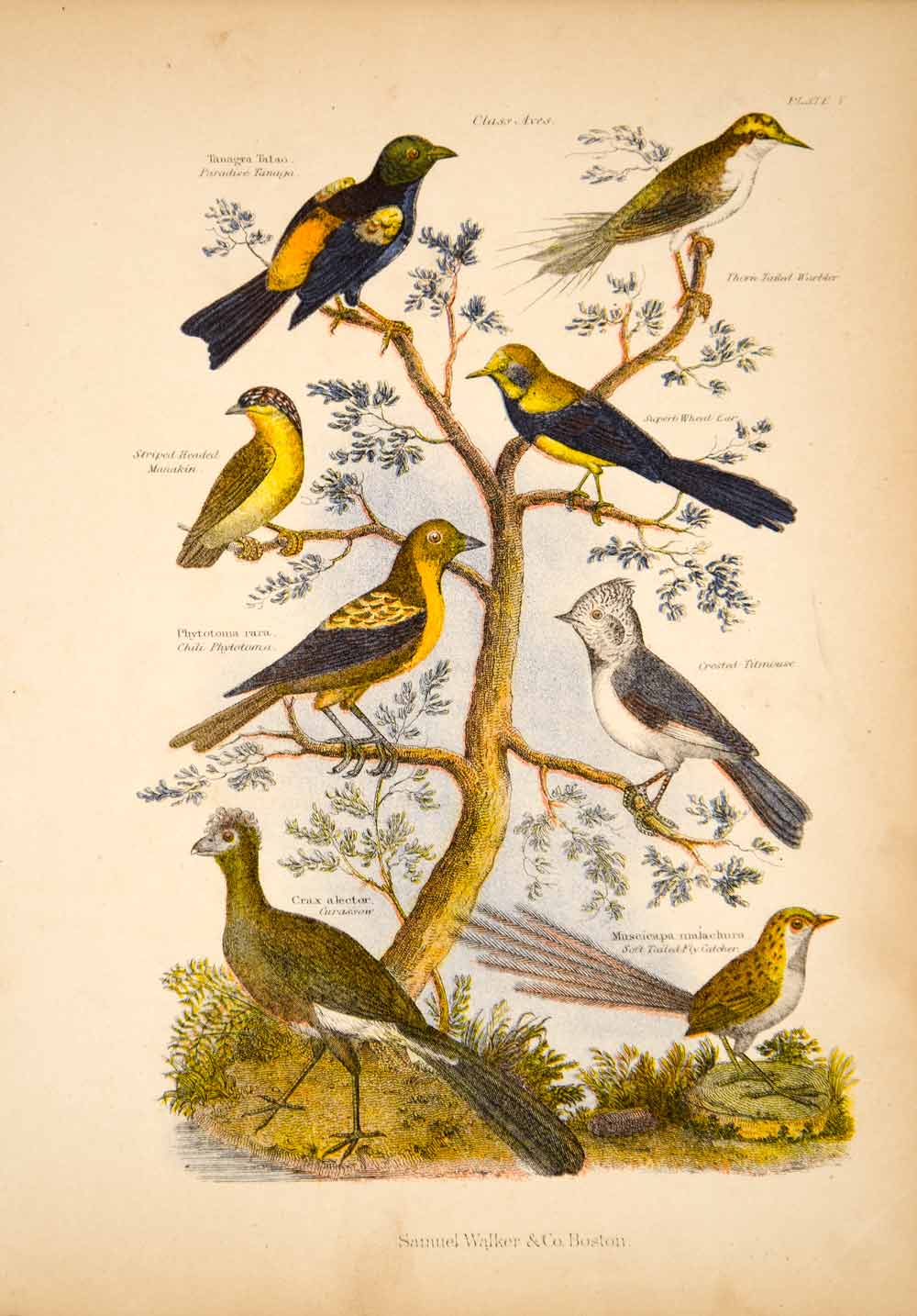 1868 Chromolithograph Birds Warbler Curassow Crested Titmouse Fly Catcher TLW3