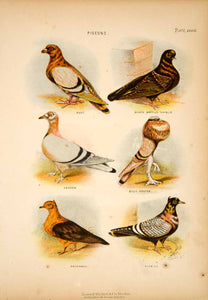 1868 Chromolithograph Pigeons Mottled Tumber Blue Pouter Suabian Runt Birds TLW3