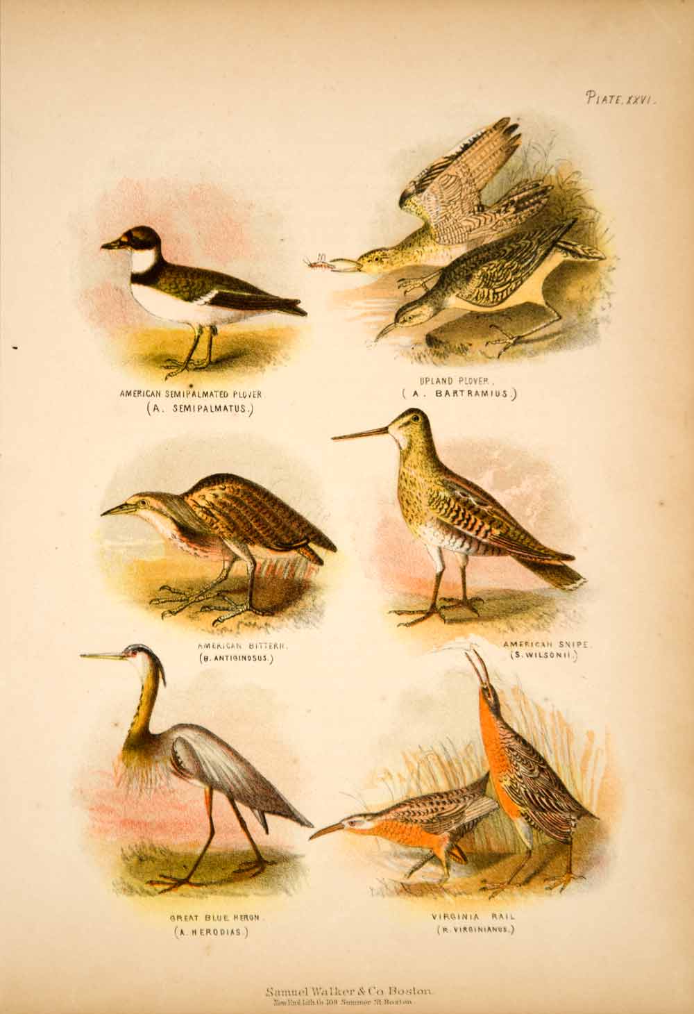 1868 Chromolithograph Birds Plover Snipe Great Blue Heron Bittern Rail TLW3