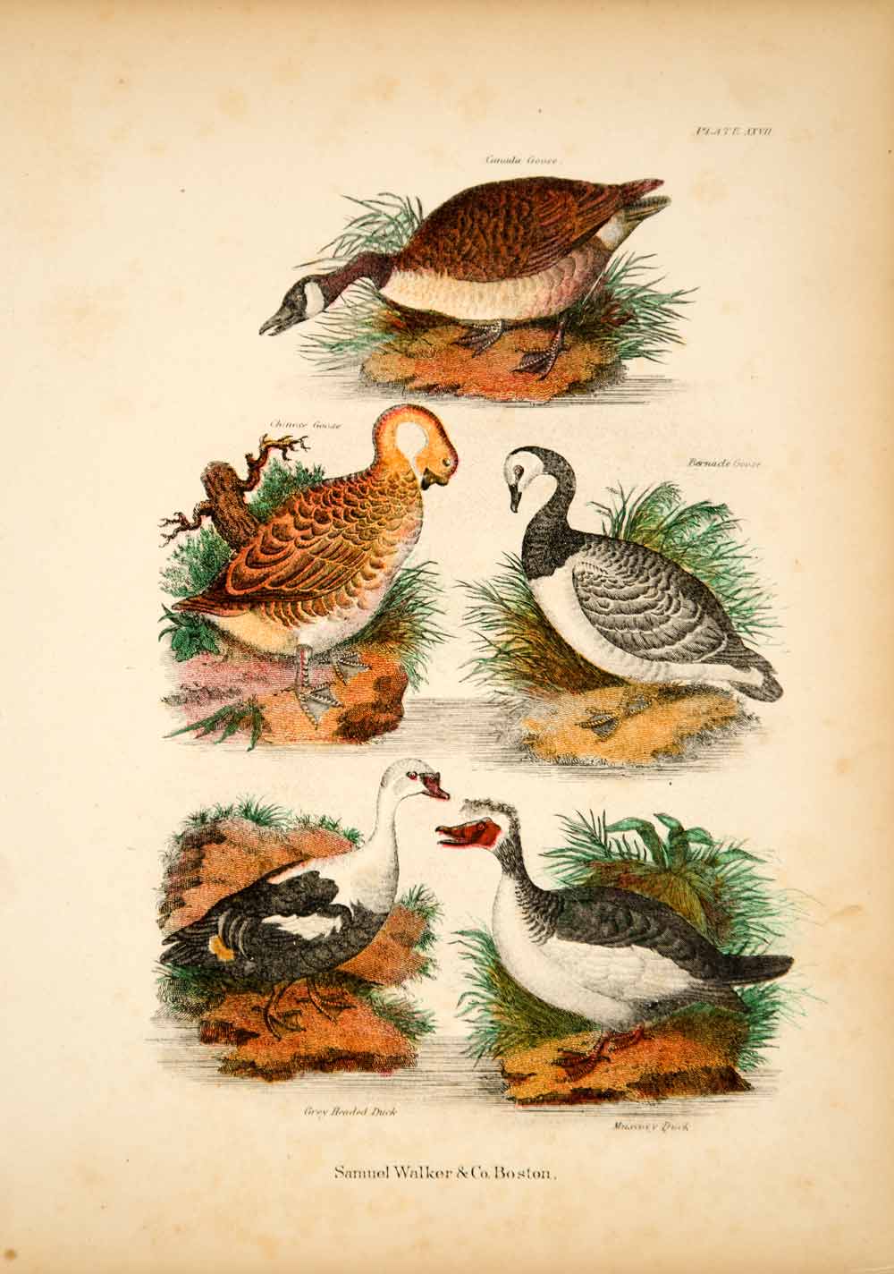 1868 Chromolithograph Bird Goose Canada Chinese Bernacle Geese Muscovy Duck TLW3