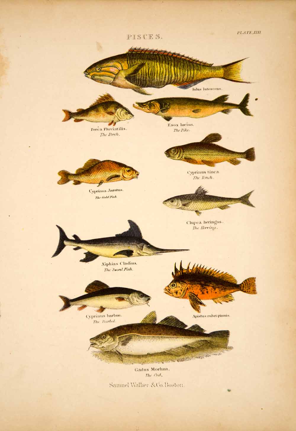 1868 Chromolithograph Fish Perch Pike Codfish Goldfish Tench Herring Sword TLW3