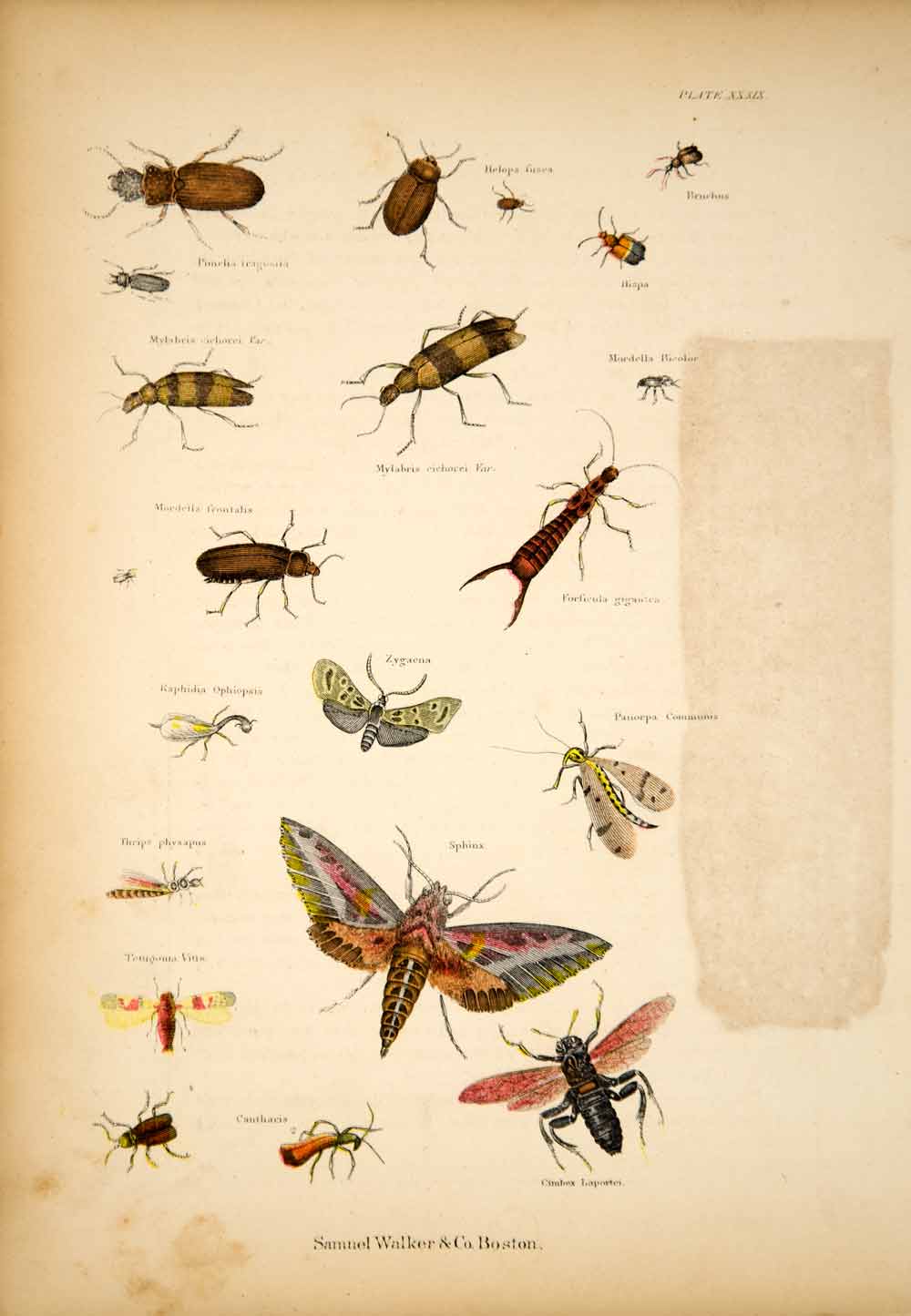 1868 Chromolithograph Bugs Insects Beetles Sphinx Moth Scorpionfly Flies TLW3