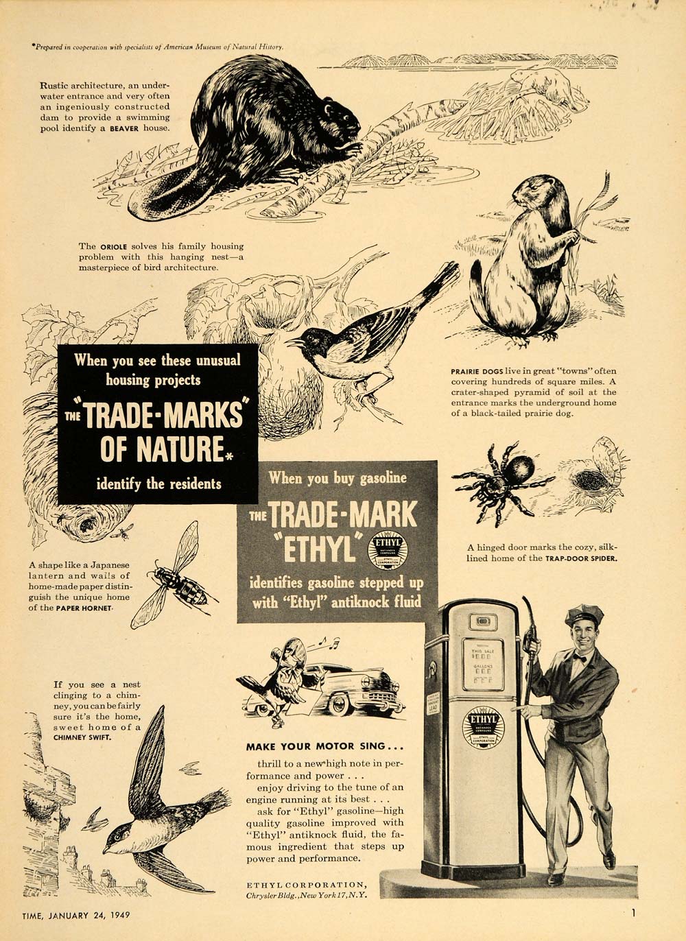 1949 Ad Ethyl Gas Beaver Prairie Dog Trap Door Spider - ORIGINAL ADVERTISING TM1