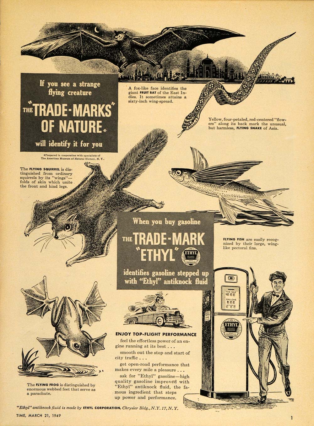 1949 Ad Ethyl Gas Bat Flying Snake Squirrel Fish Frog - ORIGINAL ADVERTISING TM1