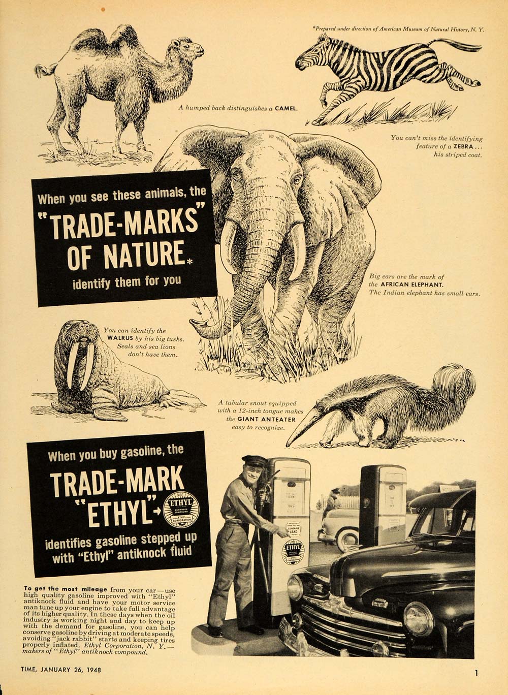1948 Ad Ethyl Gas Camel Zebra Elephant Walrus Anteater - ORIGINAL TM1