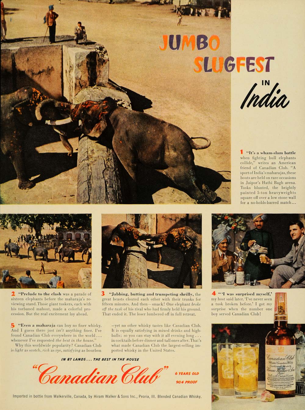 1950 Ad Jaipur Bull Elephant Fight Canadian Club Whisky - ORIGINAL TM5