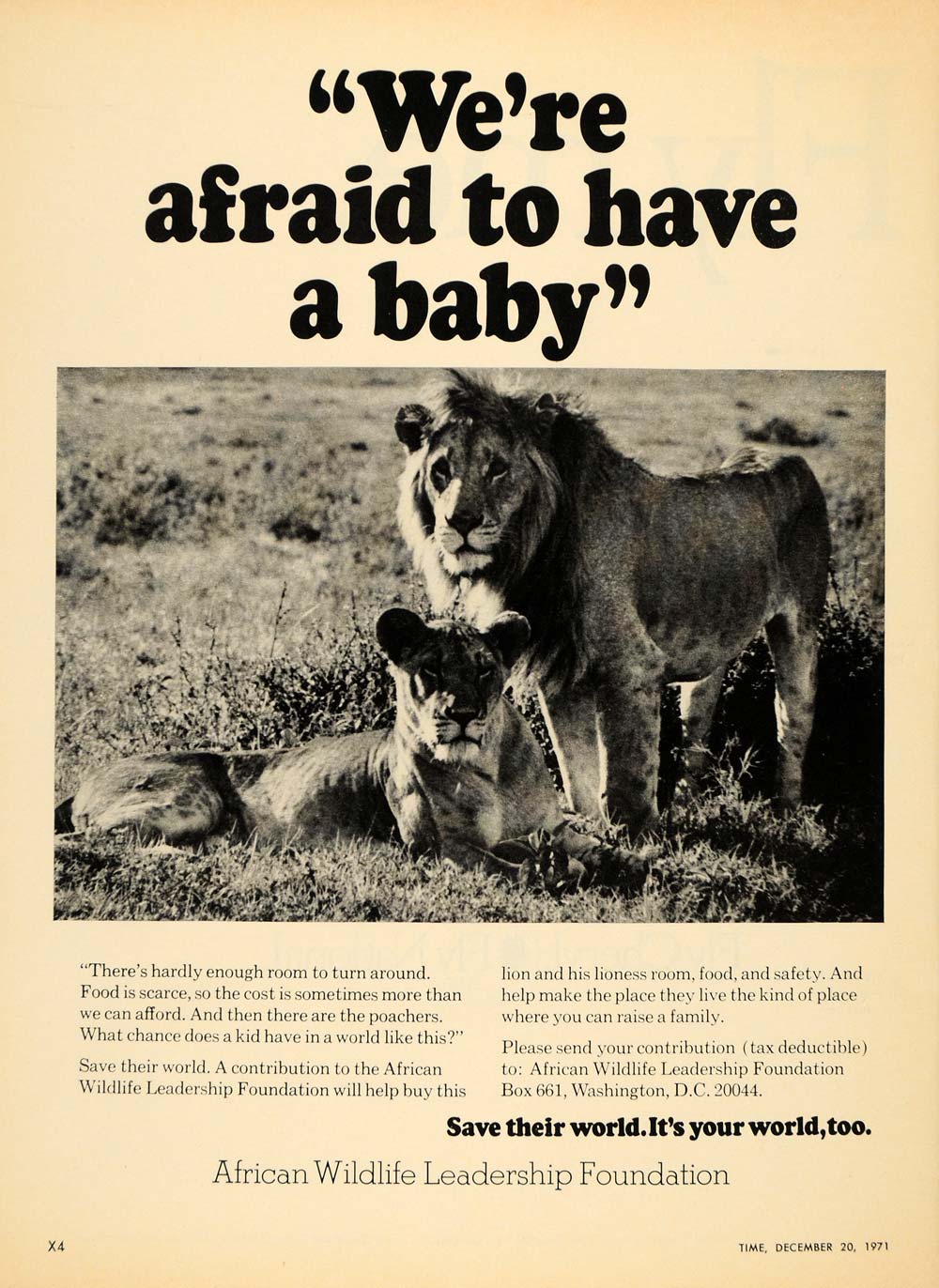 1971 Ad African Wildlife Leadership Foundation Lions - ORIGINAL ADVERTISING TM7