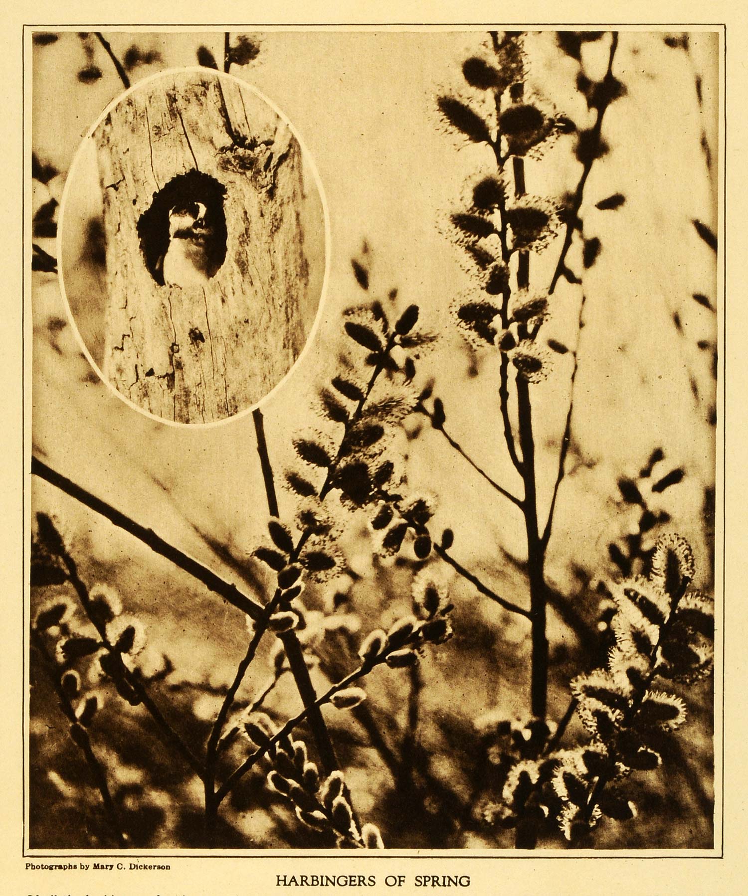 1922 Rotogravure Downy Woodpecker Pussy Willows Nature Mary Dickerson TMM1