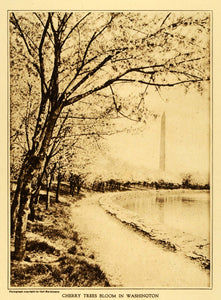 1922 Rotogravure Cherry Trees Bloom Washington Monument Blossom Flowers TMM1