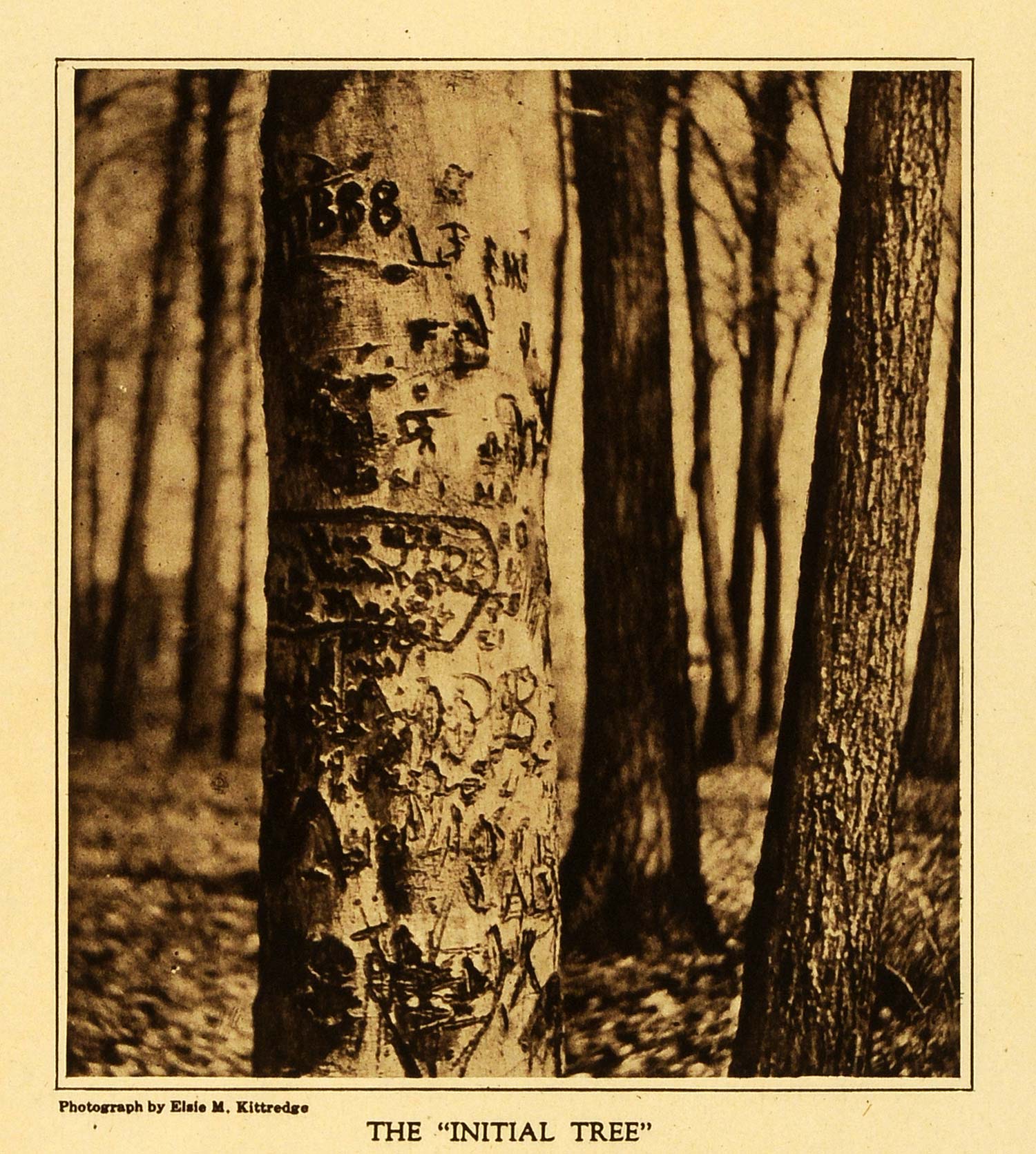 1922 Rotogravure Initial Tree Elsie Kittredge Spring Bark Beech Forest TMM1