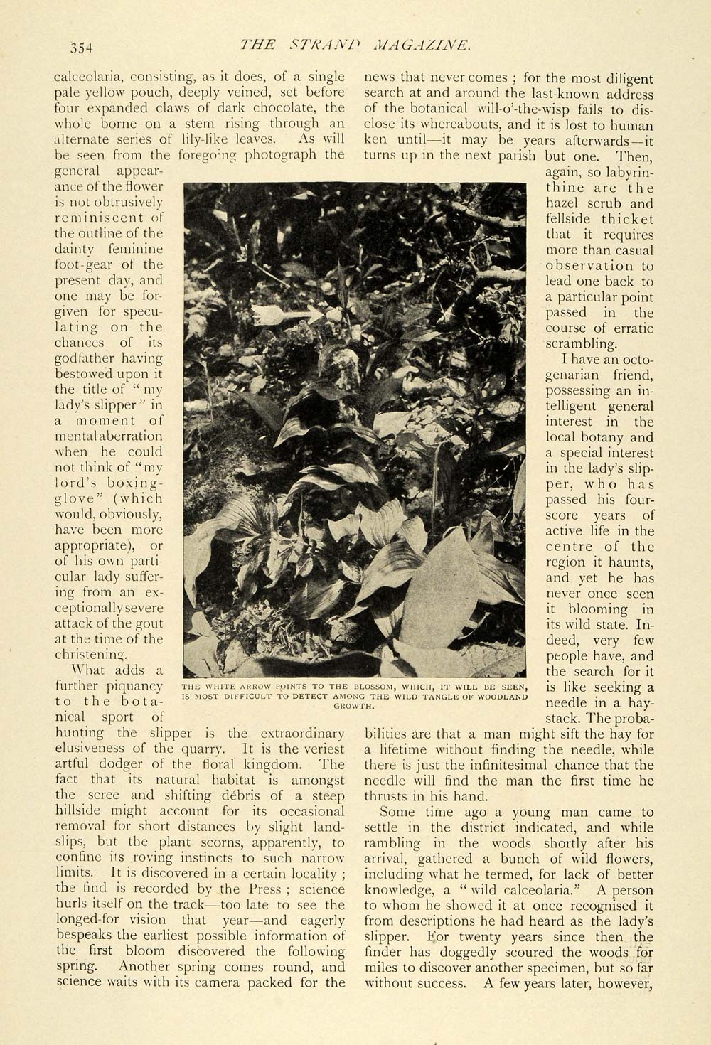 1906 Article Rare British Wild Flower Ladys Slipper Madge Carradice TSM1