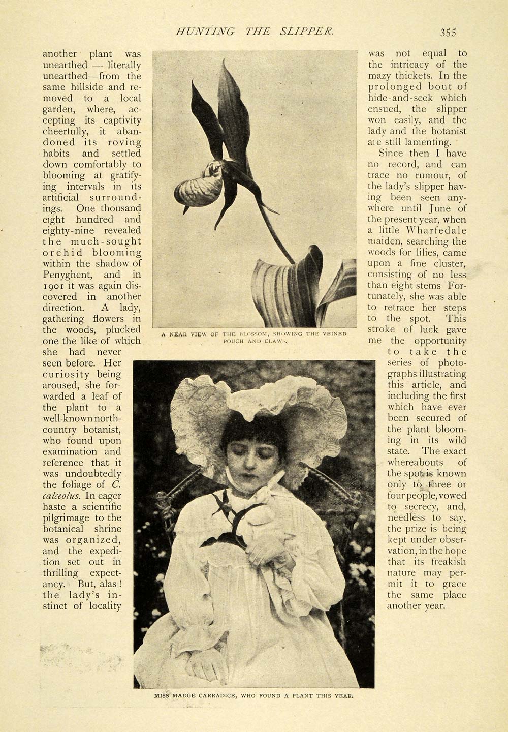 1906 Article Rare British Wild Flower Ladys Slipper Madge Carradice TSM1