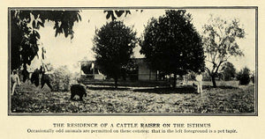 1913 Print Isthmus Panama Cattle Raiser Home Pet Tapir ORIGINAL HISTORIC TW3