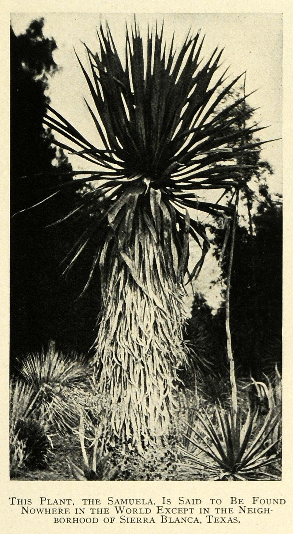 1912 Print Plant Samuela Sierra Blanca Texas Botanical Bush Tree Scenery TW4