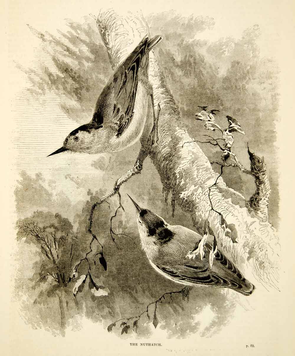 1876 Wood Engraving Antique Nuthatch Passerine Bird Sitta Wildlife Art TWW1