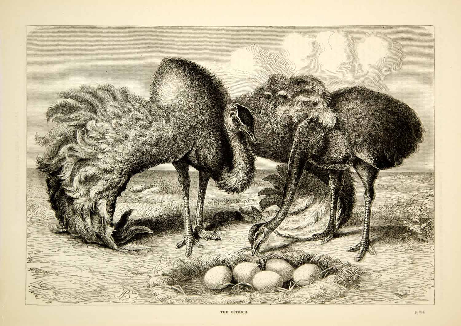 1876 Wood Engraving Antique Ostrich Flightless Bird Nest Eggs Wildlife Art TWW1