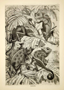 1876 Wood Engraving Antique Chameleons Lizards Feeding Tongue Chamaeleons TWW1