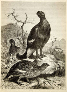 1876 Wood Engraving Antique Grouse Game Bird Galliformes Wildlife Art TWW1