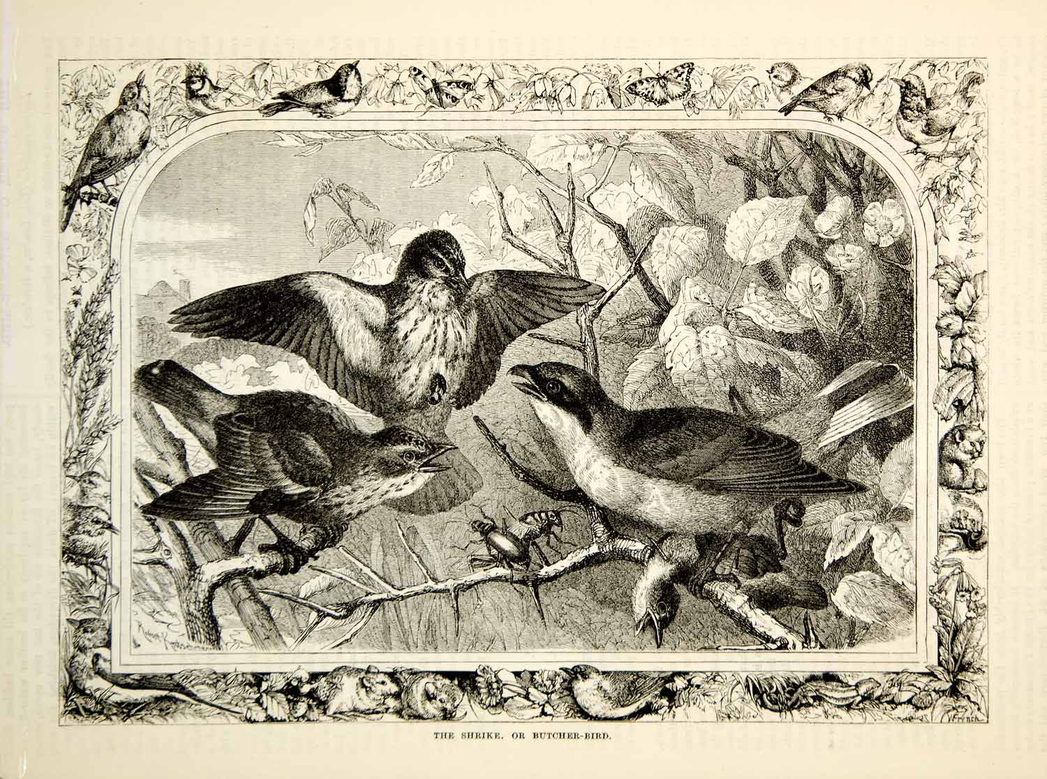 1876 Wood Engraving Antique Shrike Butcher Bird Passerine Laniidae Wildlife TWW1