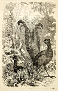1876 Wood Engraving Antique Lyrebird Male Australian Bird Feathers Plumage TWW1