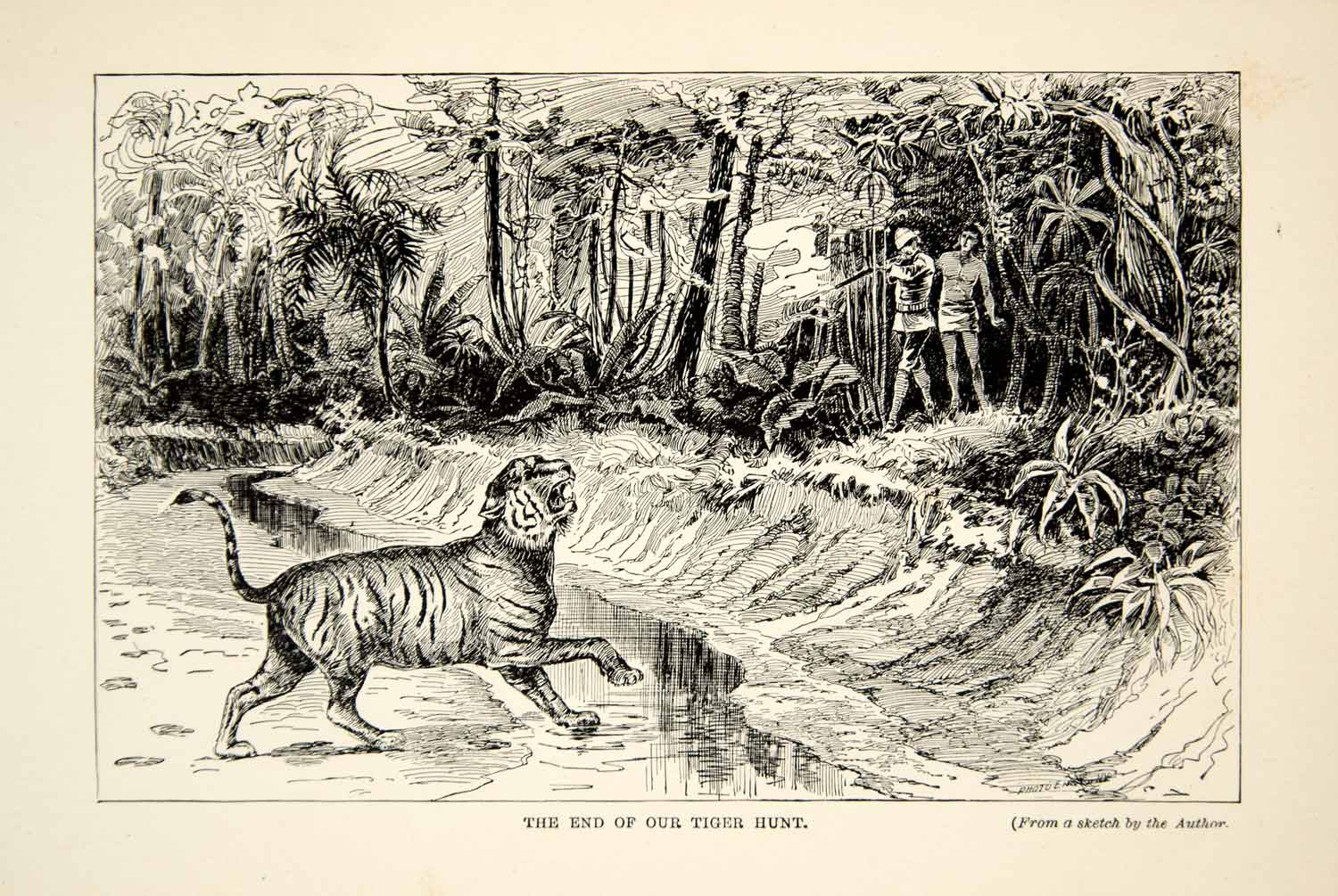 1910 Wood Engraving East Indies Tiger Hunting Hunter Gun William T Hornaday TYJ1