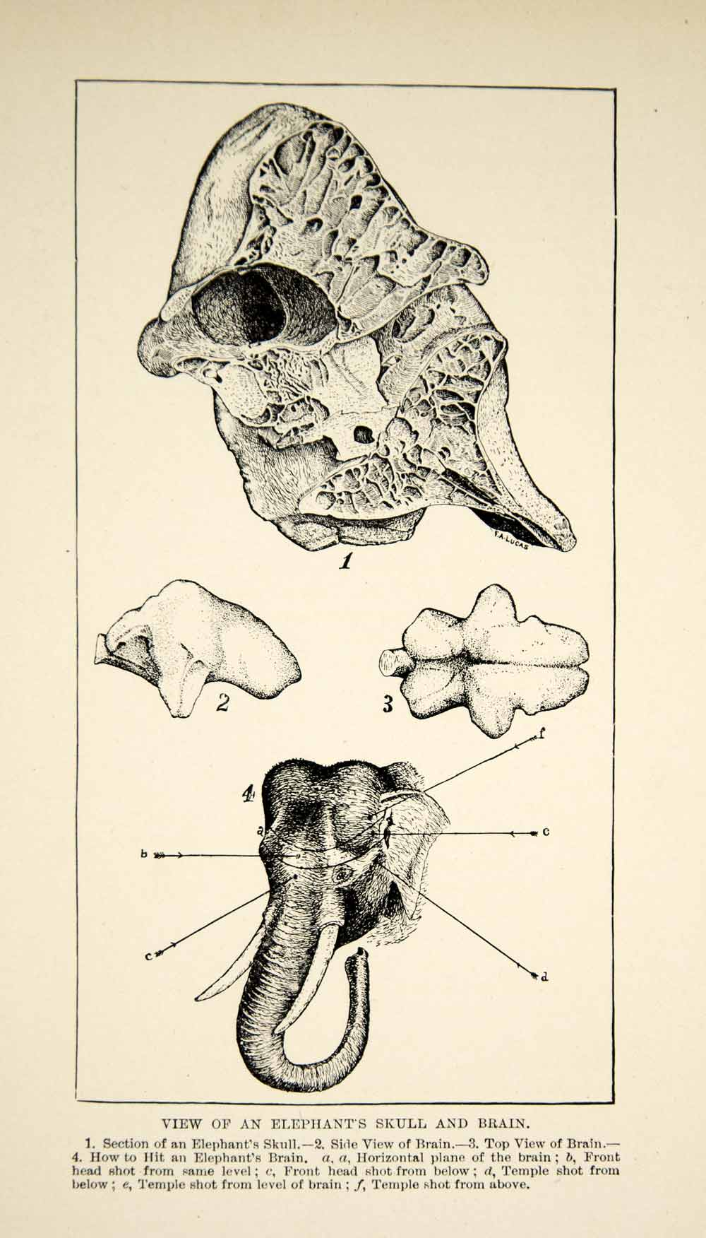 1910 Wood Engraving Elephant Anatomy Skull Brain Head Trunk Tusks Wildlife TYJ1