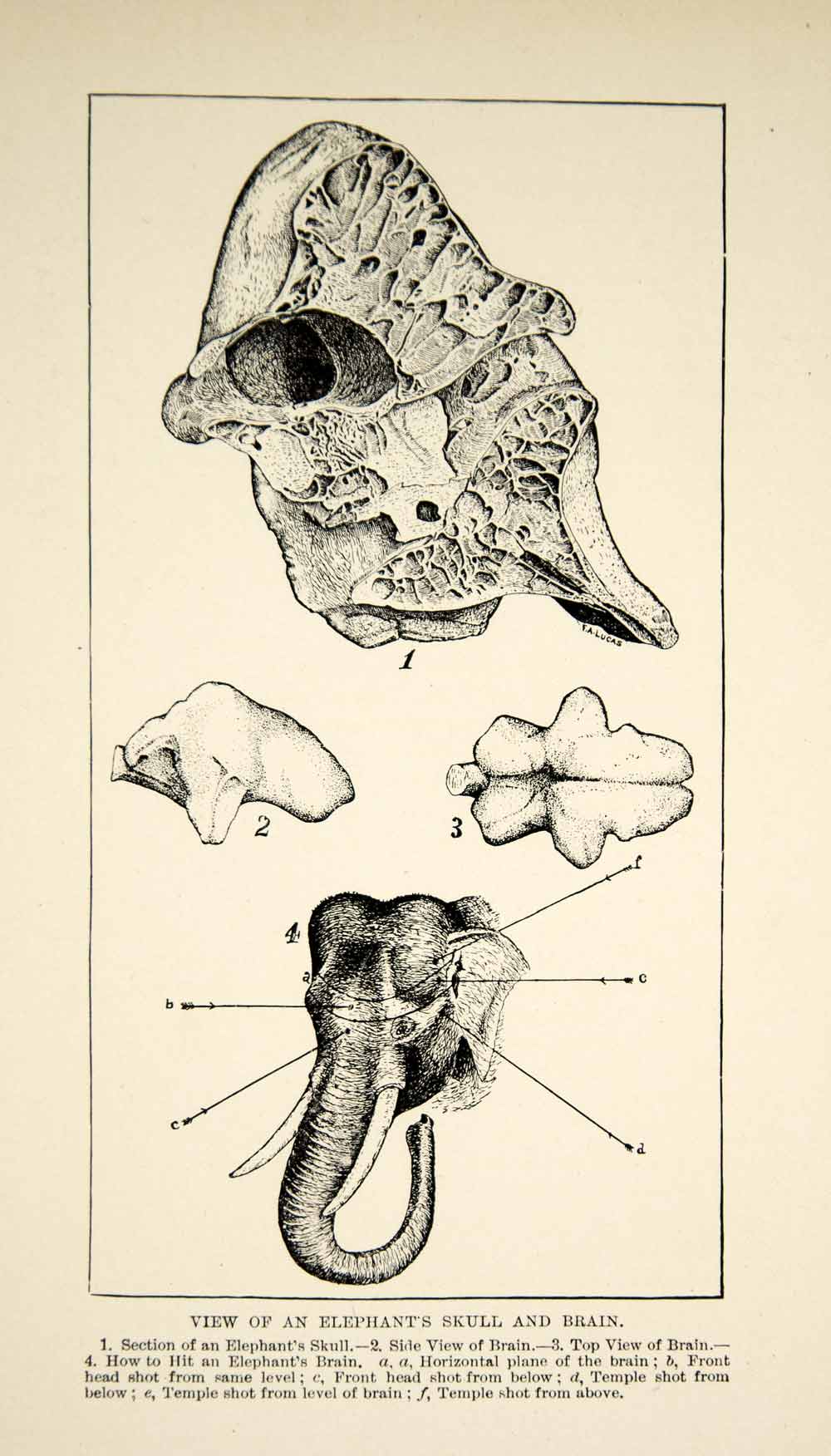 1910 Wood Engraving Elephant Anatomy Skull Brain Head Trunk Tusks Wildlife TYJ1