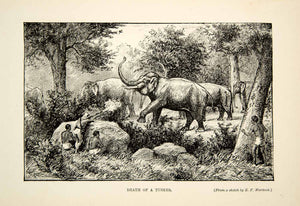 1910 Wood Engraving Bull Elephant Tusker Shooting Game Hunting India Death TYJ1