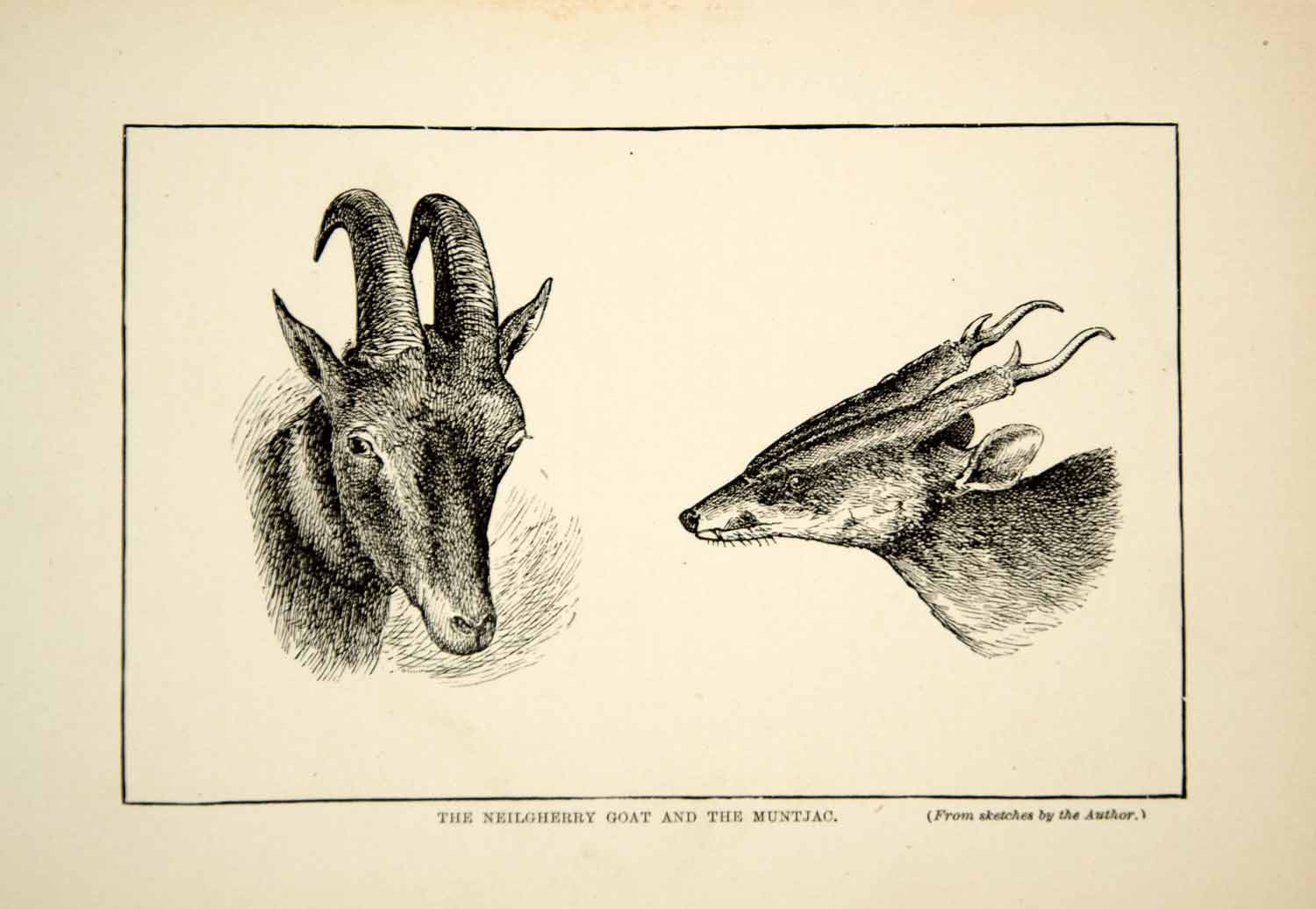 1910 Wood Engraving Nilgiri Tahr Ibex Goat Muntjac Barking Mastreani Deer TYJ1