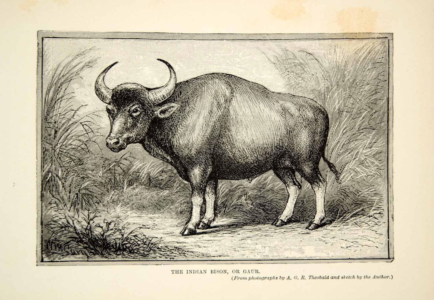 1910 Wood Engraving Indian Bison Gaur India Wildlife William T. Hornaday TYJ1