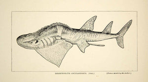 1910 Wood Engraving Rhamphobatis Ancylostomus Fish India William T Hornaday TYJ1